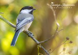 Black-capped Chickadee on Branch