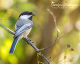 Black-capped Chickadee on Branch
