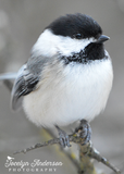Black-capped Chickadee Perched