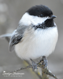 Black-capped Chickadee Perched