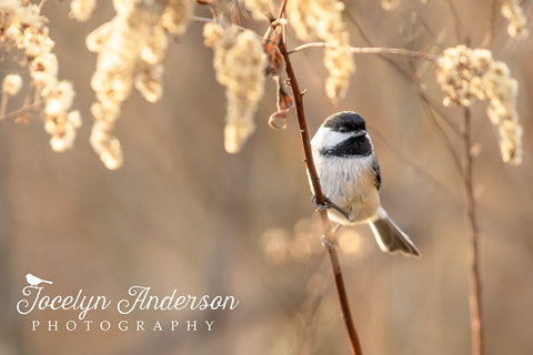 Black-capped Chickadee on Goldenrod