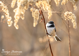 Black-capped Chickadee on Goldenrod