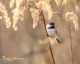 Black-capped Chickadee on Goldenrod