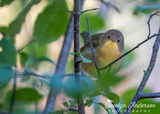 Common Yellowthroat