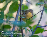 Common Yellowthroat