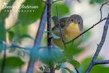 Common Yellowthroat