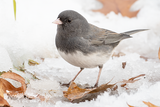 Dark-eyed Junco