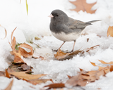 Dark-eyed Junco