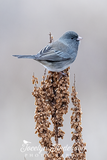 Dark-eyed Junco Perched on a Dock Plant