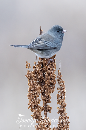 Dark-eyed Junco Perched on a Dock Plant