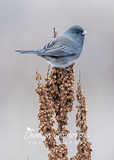 Dark-eyed Junco Perched on a Dock Plant