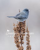 Dark-eyed Junco Perched on a Dock Plant