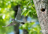 Downy Woodpecker Flying From Nest