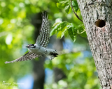 Downy Woodpecker Flying From Nest