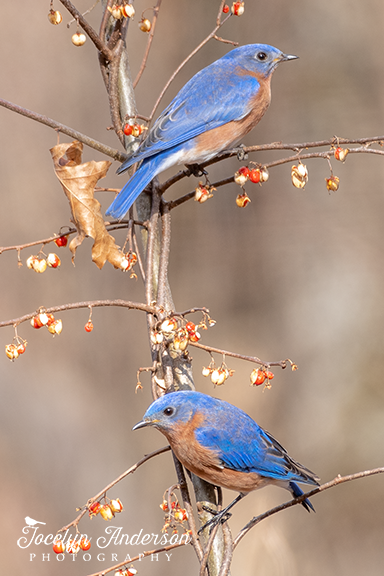 Eastern Bluebirds with Bittersweet – Jocelyn Anderson