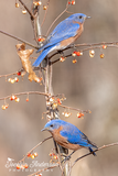 Eastern Bluebirds with Bittersweet