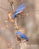 Eastern Bluebirds with Bittersweet