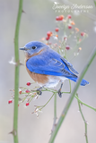 Eastern Bluebird with Multiflora Rose