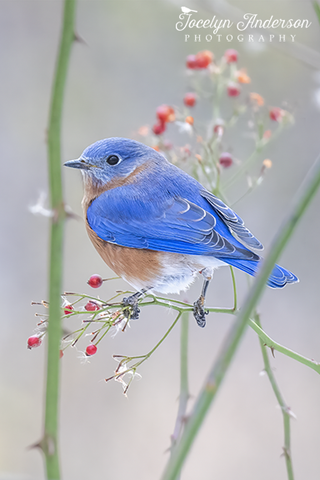 Eastern Bluebird with Multiflora Rose