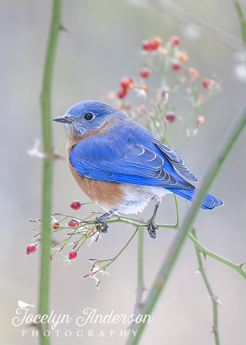 Eastern Bluebird with Multiflora Rose – Jocelyn Anderson Photography
