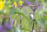 Eastern Kingbird on Cow Parsnip