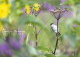 Eastern Kingbird on Cow Parsnip