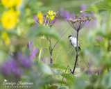 Eastern Kingbird on Cow Parsnip