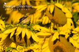 American Goldfinch with Sunflowers