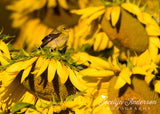 American Goldfinch with Sunflowers