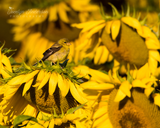 American Goldfinch with Sunflowers