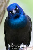 Grackle Angry Bird