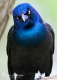 Grackle Angry Bird