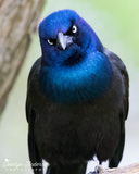 Grackle Angry Bird