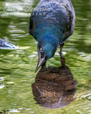 Grackle Looking at Reflection