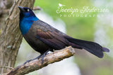 Grackle
