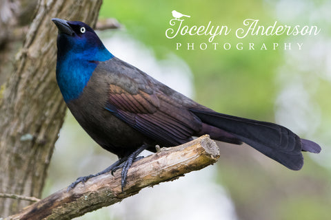 Grackle