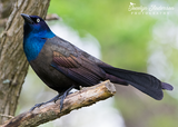 Grackle