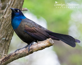 Grackle