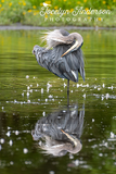 Great Blue Heron and Its Reflection