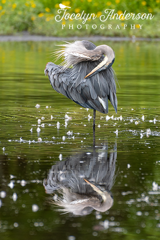 Great Blue Heron and Its Reflection