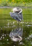 Great Blue Heron and Its Reflection