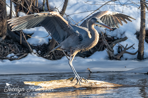 Great Blue Heron Landing
