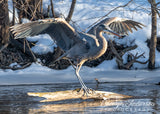 Great Blue Heron Landing