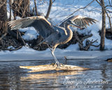 Great Blue Heron Landing
