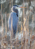 Great Blue Heron in Reeds