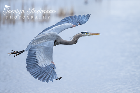 Great Blue Heron in Blue