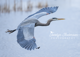 Great Blue Heron in Blue
