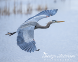 Great Blue Heron in Blue