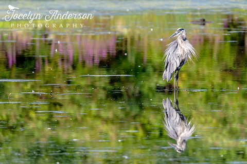 Great Blue Heron Looking Over the Pond