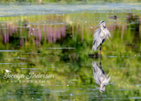 Great Blue Heron Looking Over the Pond